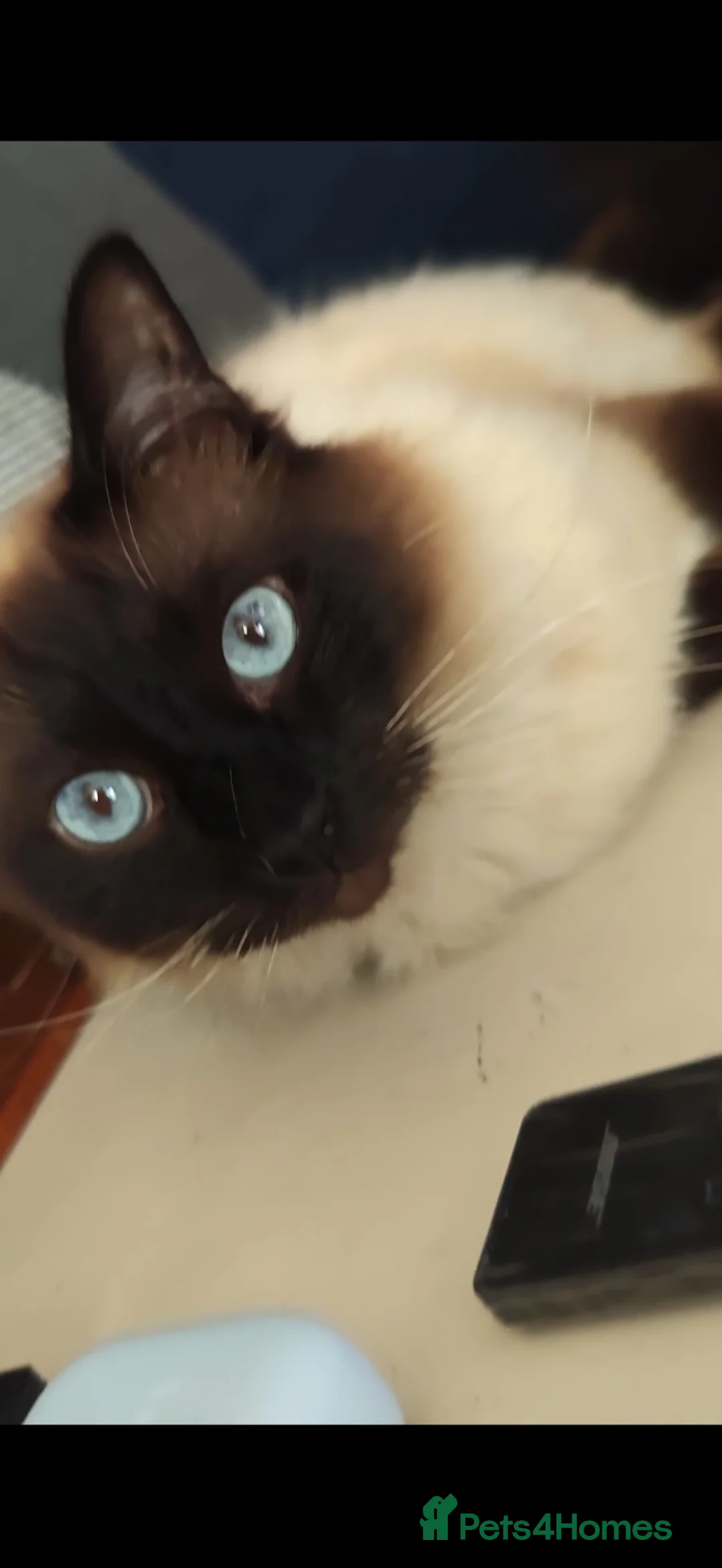 Ragdoll cats for sale: Winston-Ragdoll - Advert 1