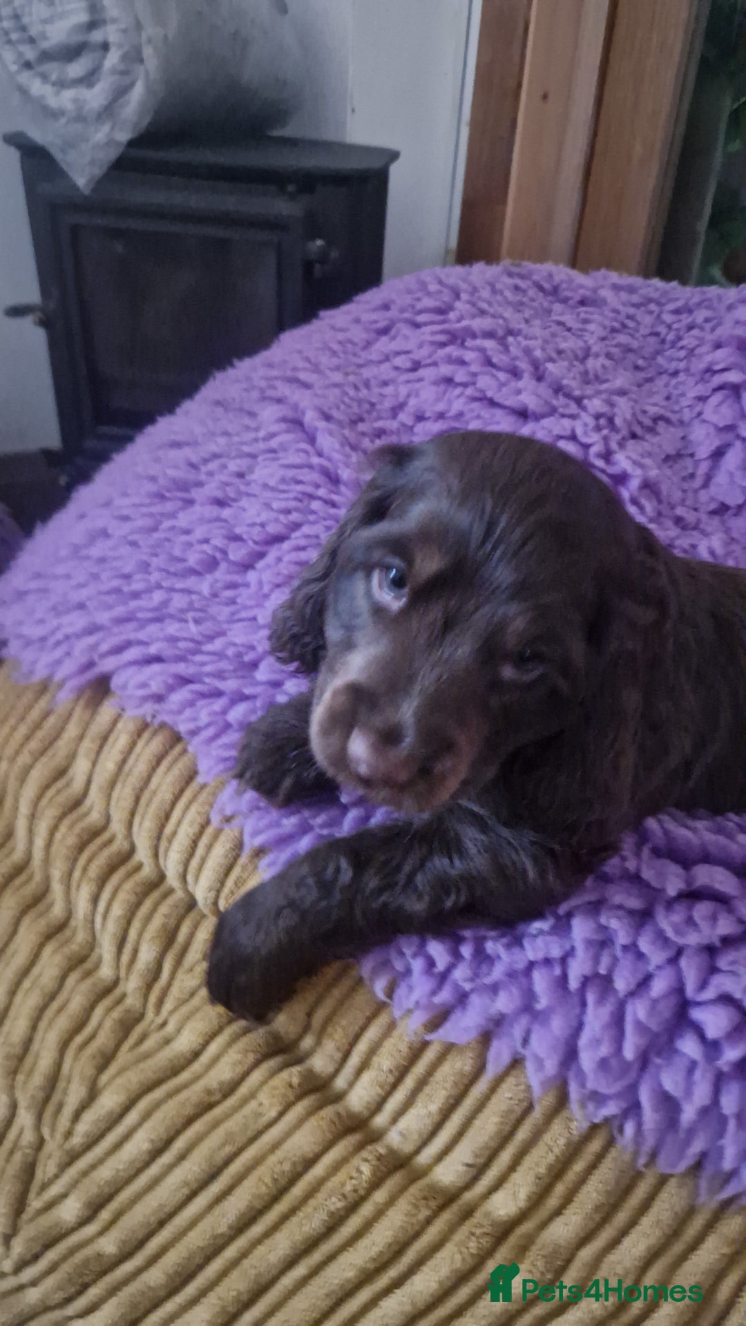 Cocker Spaniel dogs for sale: KC REG CHUNKY GORGEOUS COCKER PUPS - Advert 3