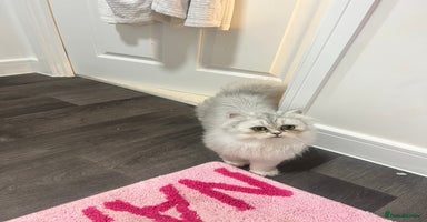 Persian cats Beautiful Persian Boy Kitten - Advert 10