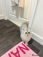 Persian cats Beautiful Persian Boy Kitten - Advert 2