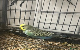 Budgerigars birds for sale: Beautiful budgies - Image 6