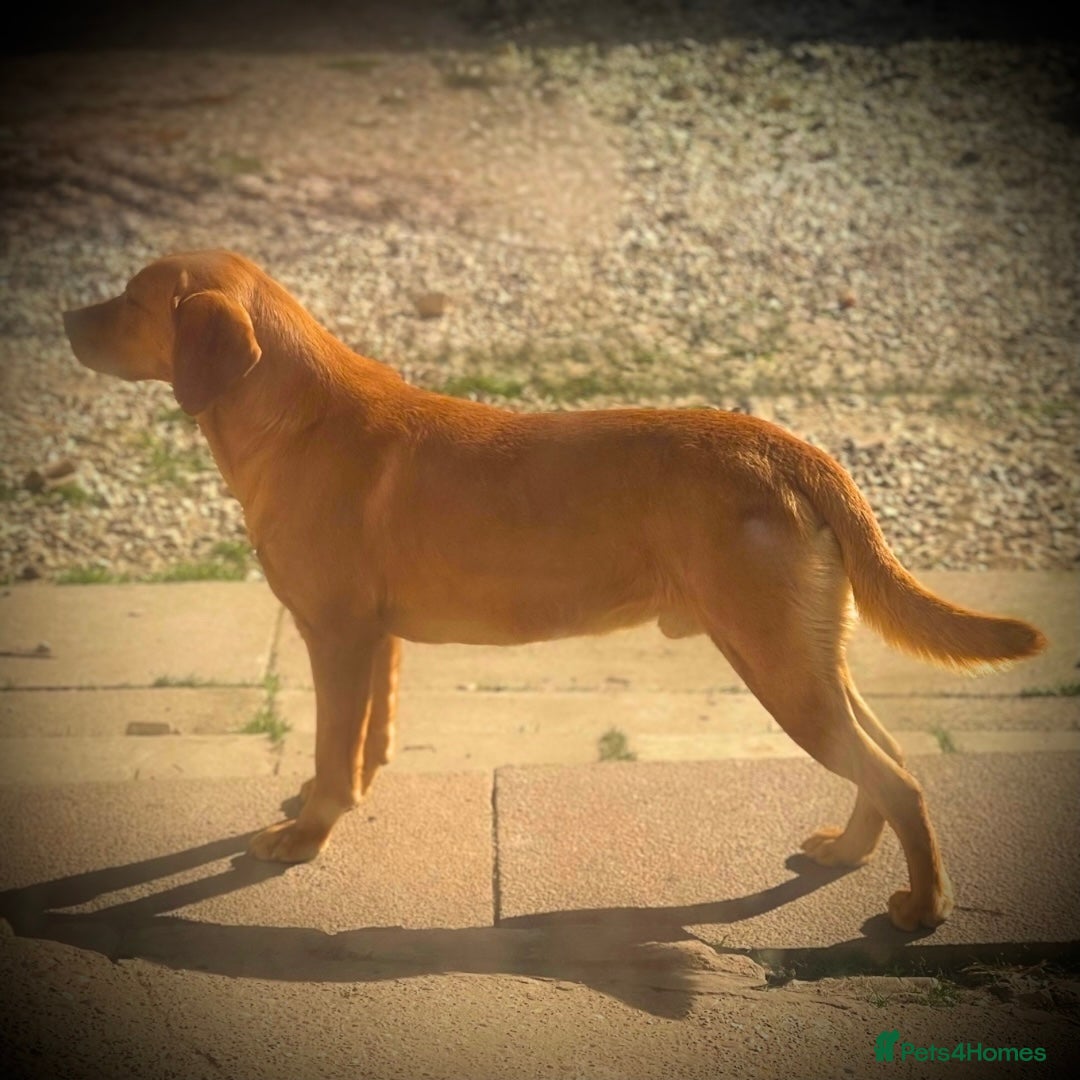 Labrador Retriever dogs for sale: 🧡 Pale Fox Red Yellow Labrador Puppies 💛 - Advert 4