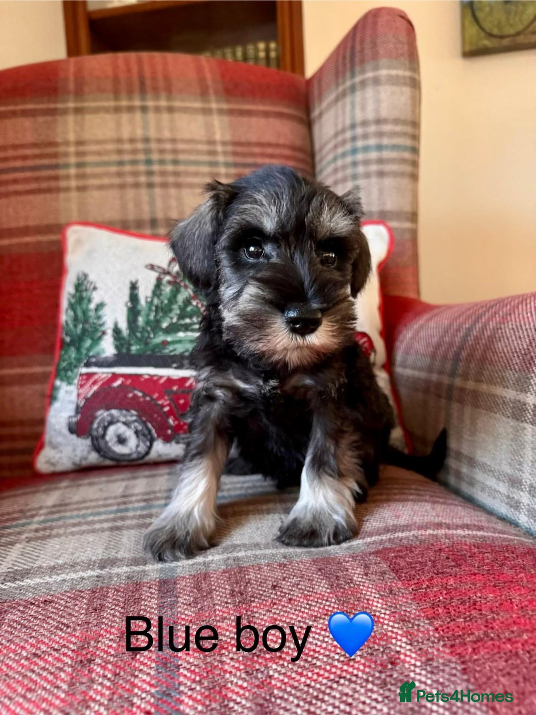 Miniature Schnauzer dogs for sale: KC Registered, Health Tested, puppies available  - Advert 12
