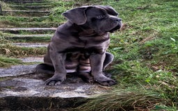 Cane Corso dogs for sale: Cane Corso Puppies -Ready in December  - Image 4