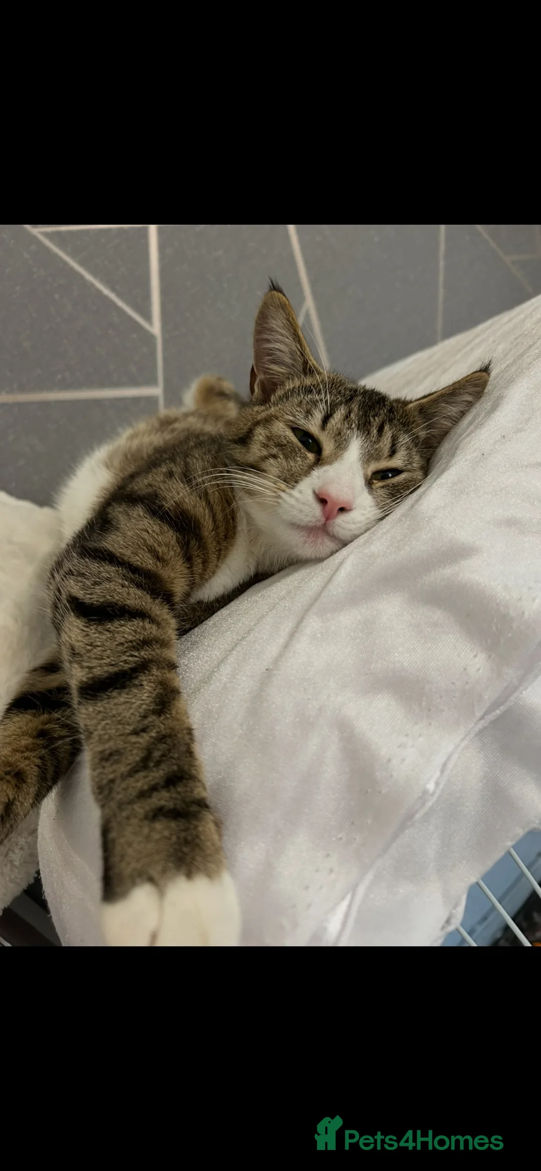 Mixed Breed cats for sale: Kittens  - Advert 1
