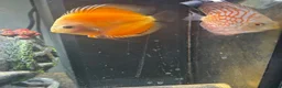 Discus fish for sale: Discus for sale - Advert 2