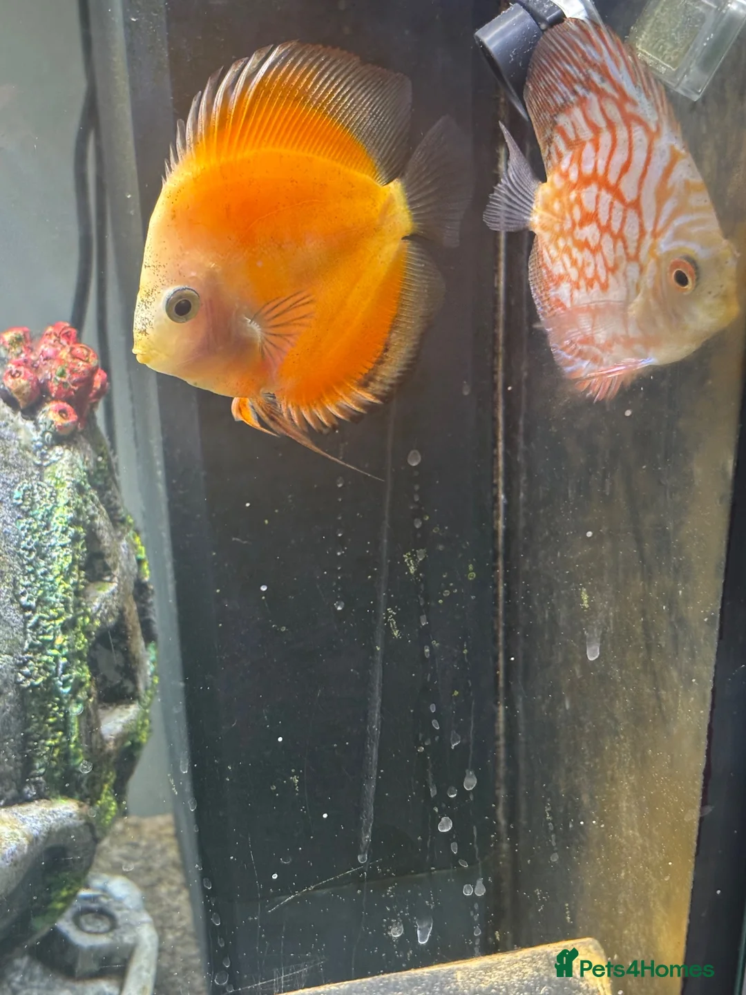 Discus fish for sale: Discus for sale - Advert 2