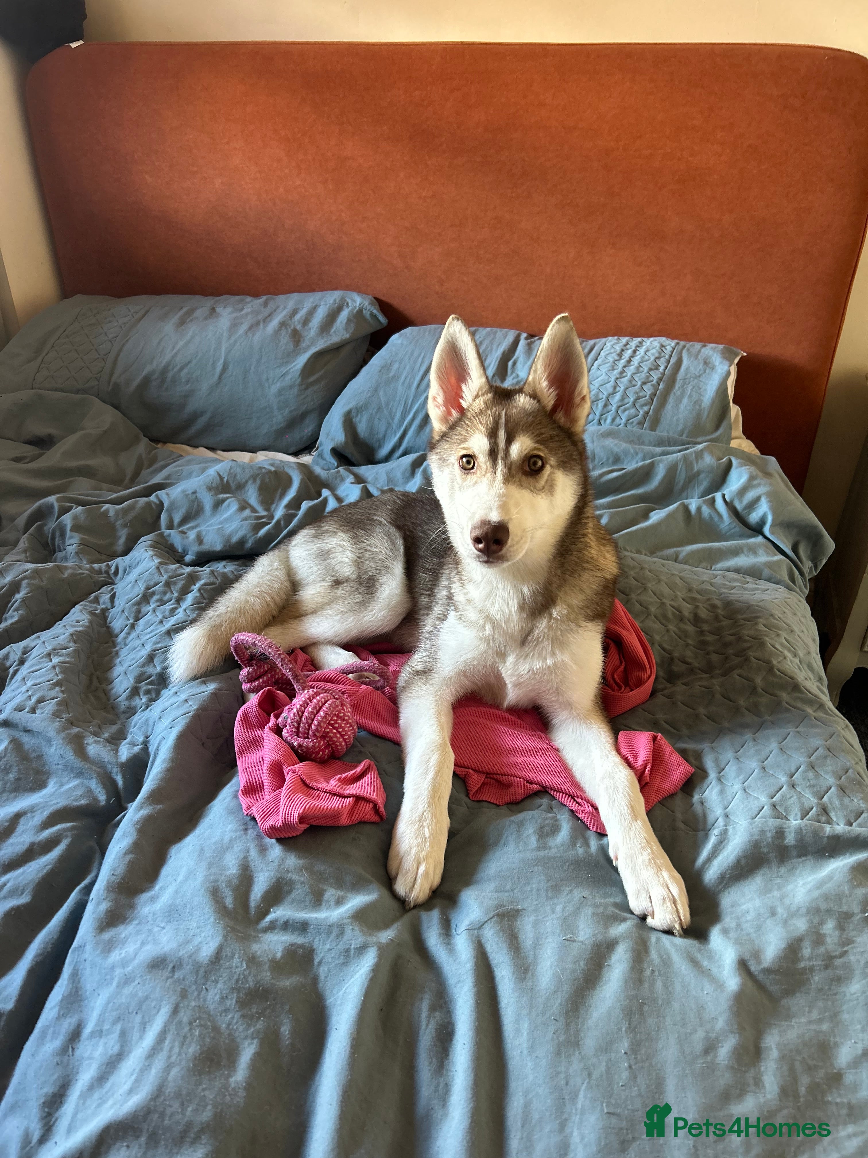 Siberian Husky dogs Remi - 7 month Siberian husky  - Advert 1