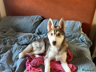 Siberian Husky dogs Remi - 7 month Siberian husky - Advert 1