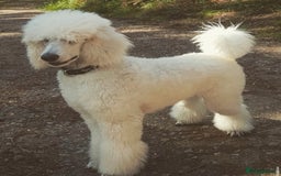 Standard Poodle dogs for sale: Standard poodle  - Image 7