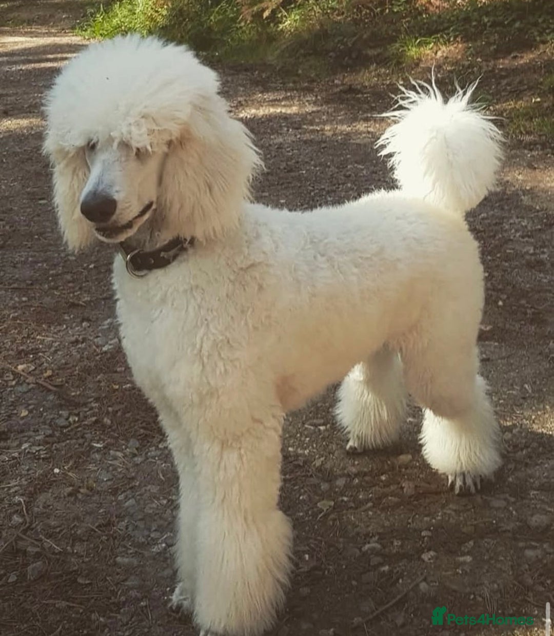 Standard Poodle dogs for sale: Standard poodle  - Image 7