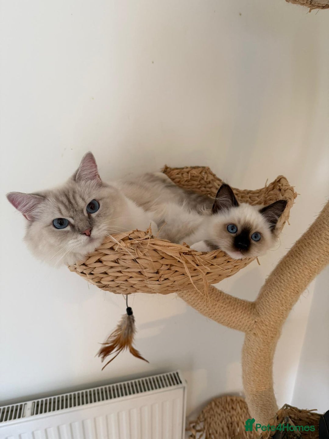 Ragdoll cats for sale: Adorable Loving blue mitted lynx - Image 24