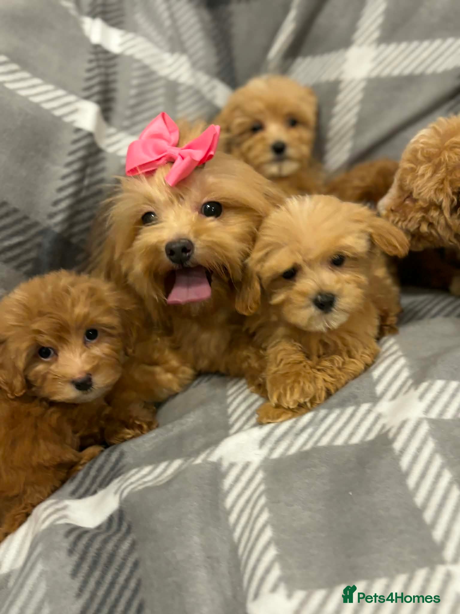 Maltipoo dogs Gorgeous maltipoo puppy deep apricot Golden Girl - Advert 1