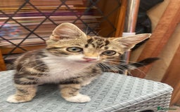 Mixed Breed cats for sale: One kitten  - Image 2