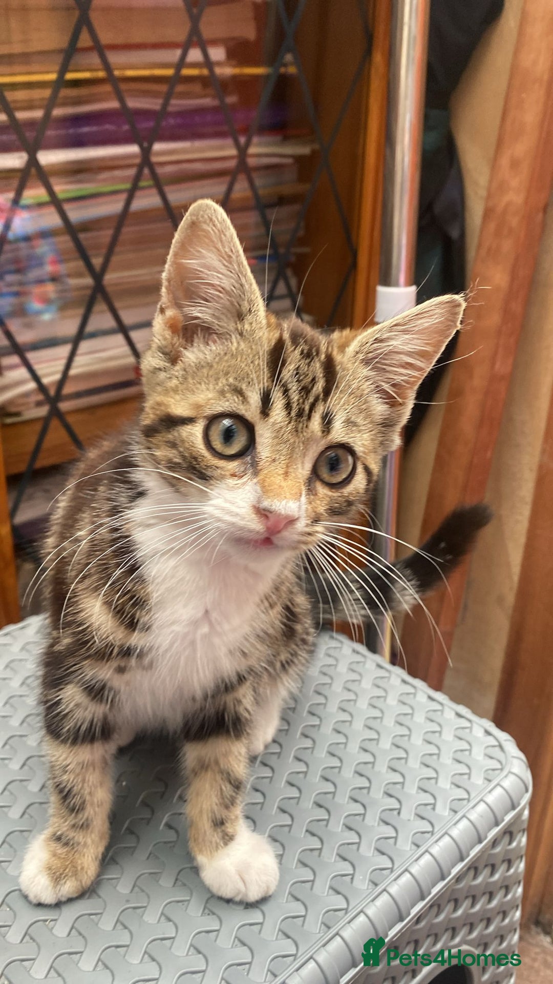 Mixed Breed cats for sale: One kitten  - Image 2