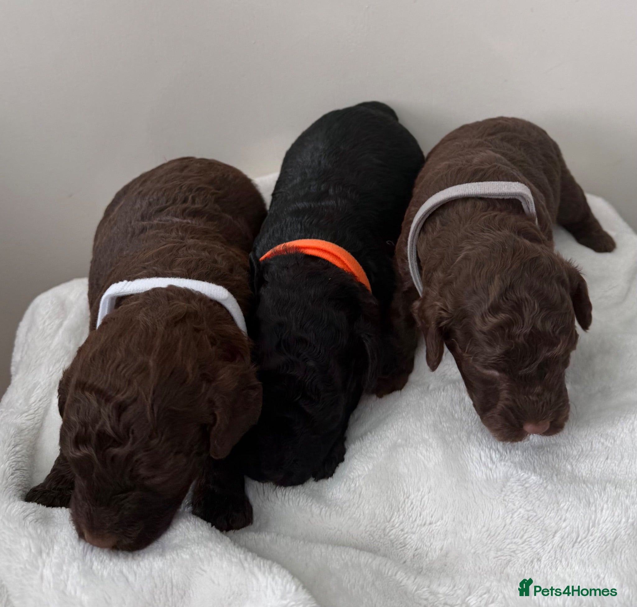 Miniature Poodle dogs 3 girls left Beautiful Miniature Poodle Puppies - Advert 4