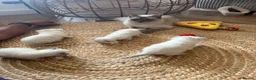 Ragdoll cats for sale: Stunning Ragdoll kittens  in Sheffield - Advert 8