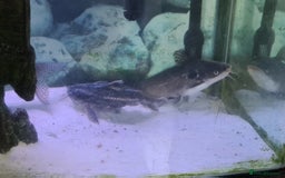 Catfish fish for sale: Large Fish Tank 120 x 70 x 38 cm with Catfish etc  - Image 2