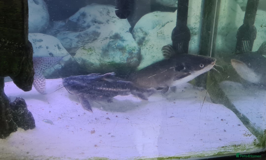 Catfish fish for sale: Large Fish Tank 120 x 70 x 38 cm with Catfish etc  - Image 2