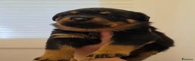 Rottweiler 3