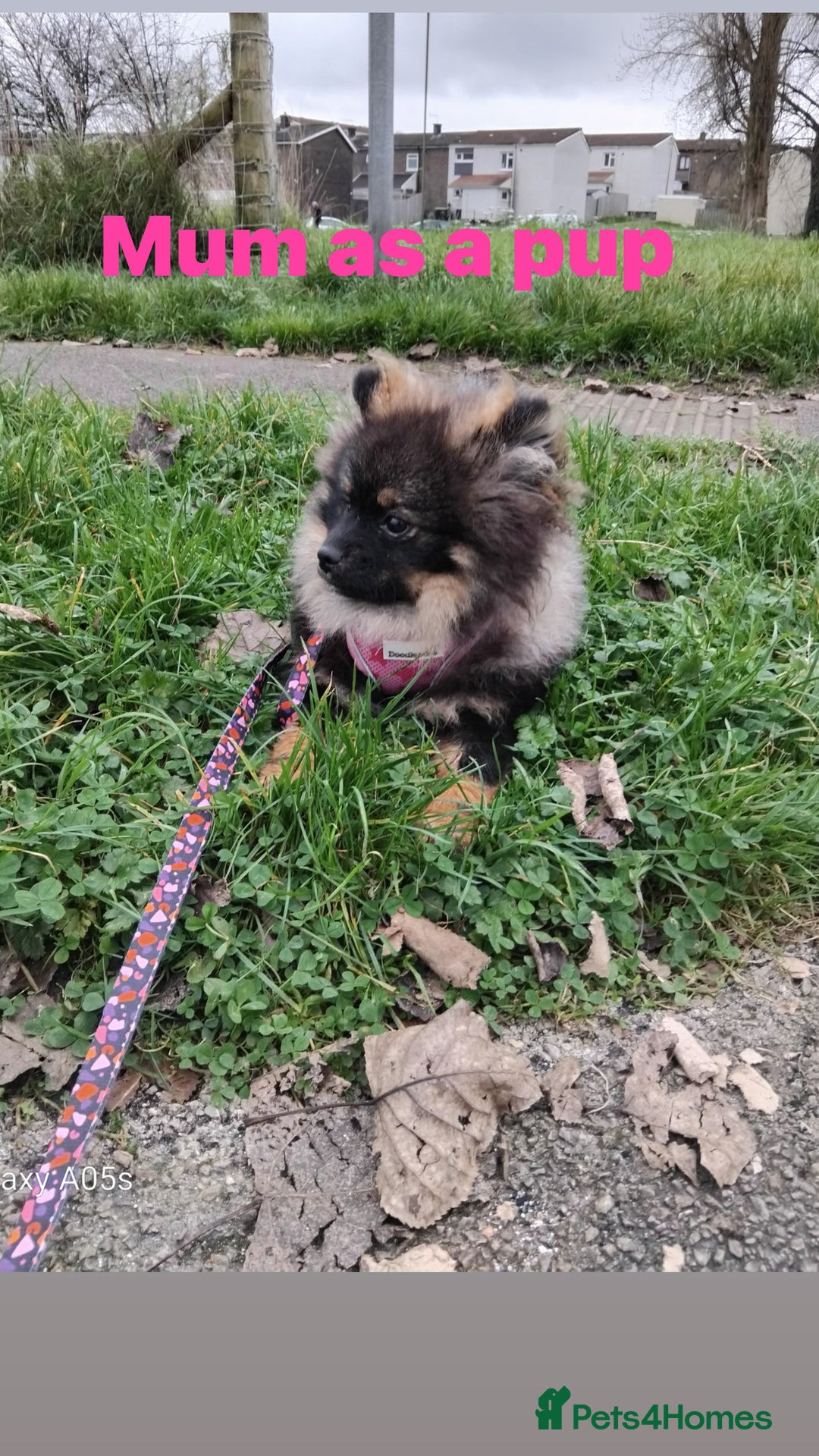 Pomeranian dogs for sale: Purebred fluffy Pomeranian puppies mum Russian! - Advert 7
