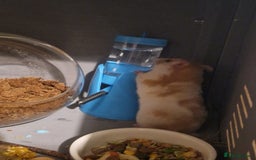Hamster rodents for sale: Hamster with cage & accessories  - Image 3