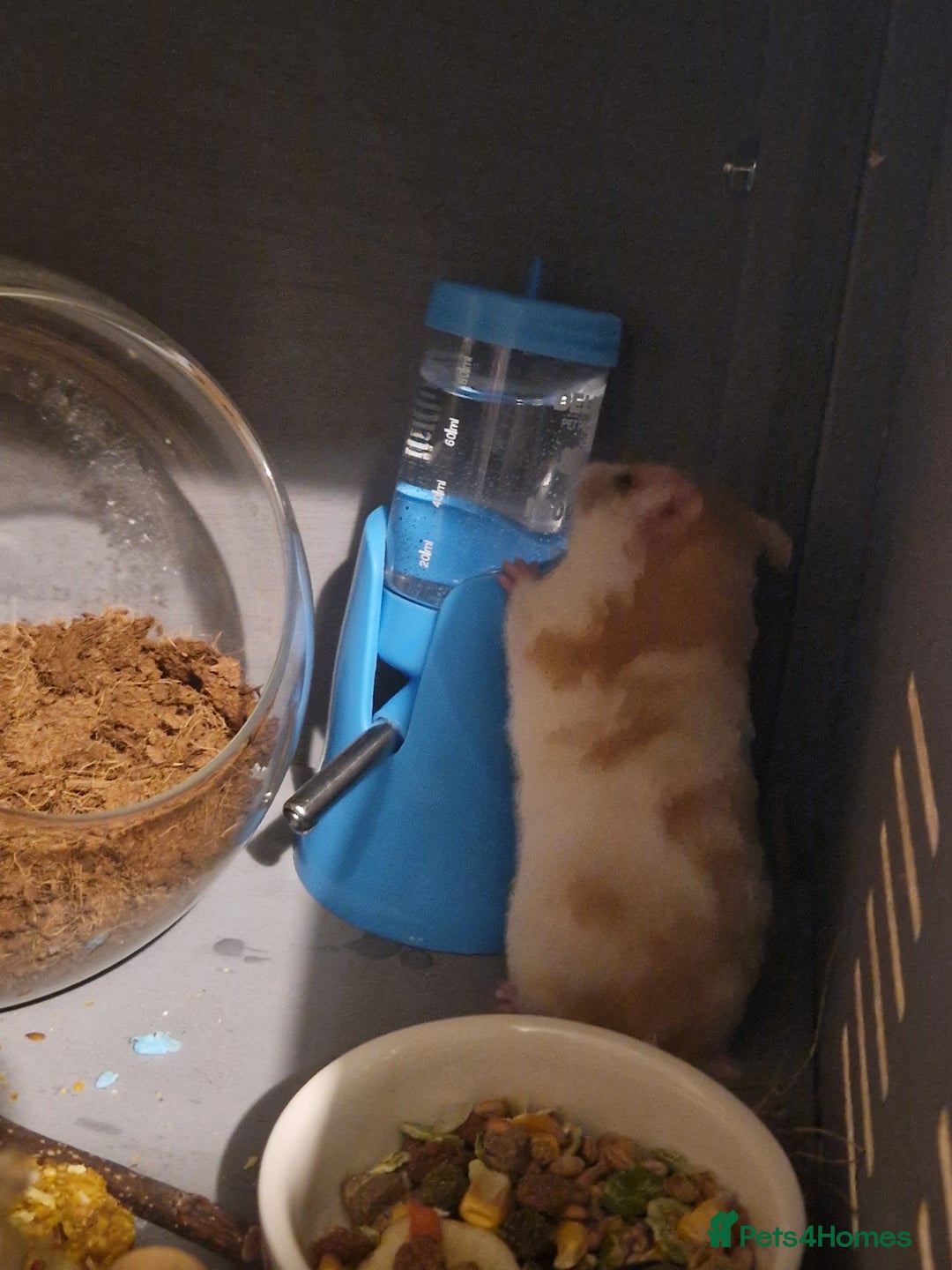 Hamster rodents for sale: Hamster with cage & accessories  - Image 3