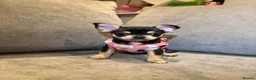 Chihuahua dogs for sale: Beautiful chihuahua puppy  - Advert 1