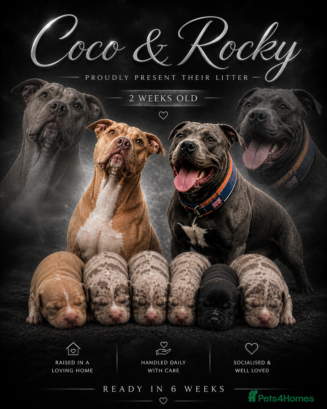 Staffordshire Bull Terrier dogs HOUSEOFLEGACY-Premium Merle Staffordshire Terriers - Advert 11
