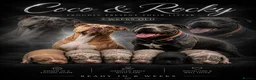Staffordshire Bull Terrier dogs for sale: HOUSEOFLEGACY-Premium Merle Staffordshire Terriers - Advert 17