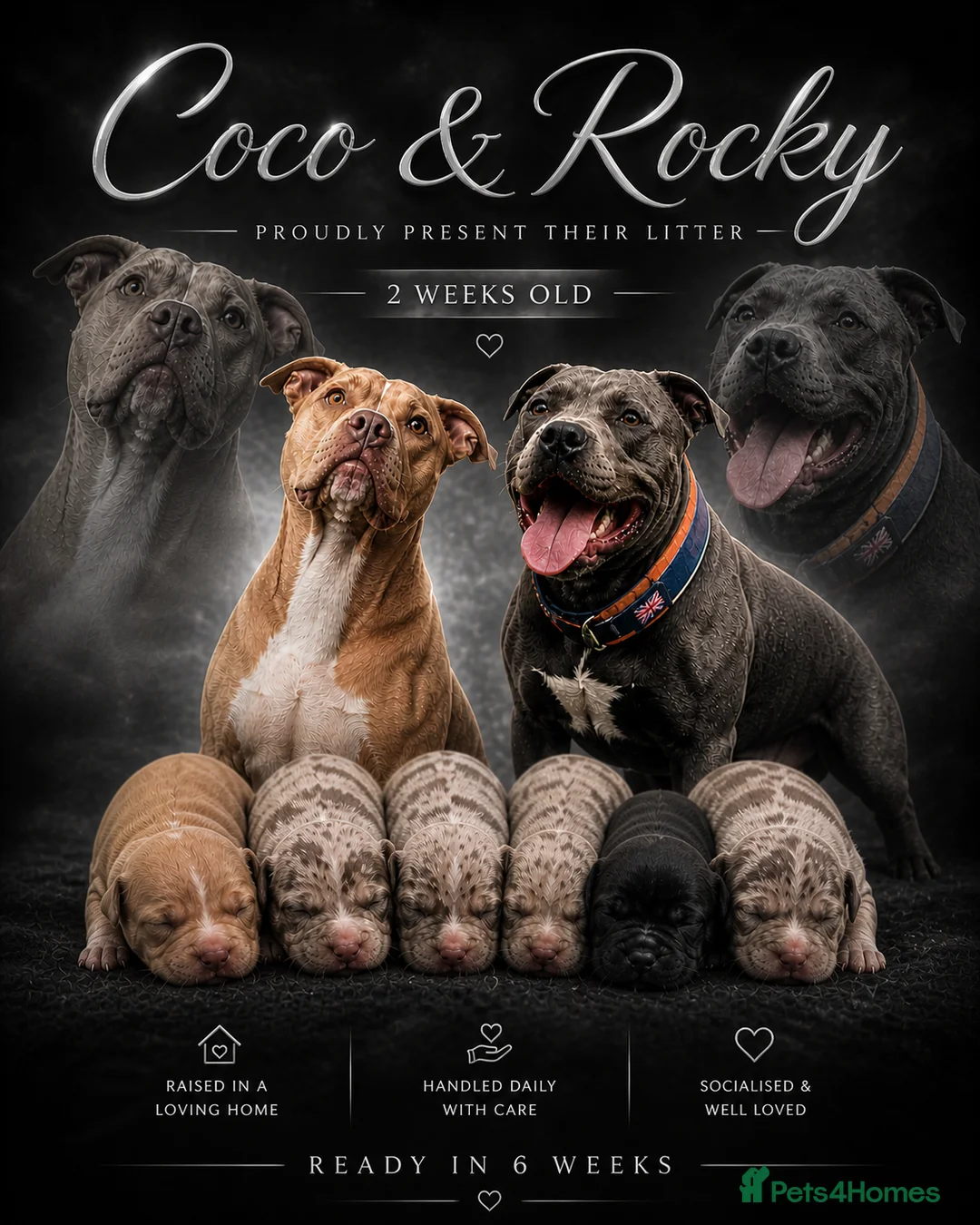 Staffordshire Bull Terrier dogs for sale: HOUSEOFLEGACY-Premium Merle Staffordshire Terriers - Advert 17