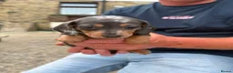 Dachshund dogs for sale: Miniature dachshund for sale in Elland - Advert 12