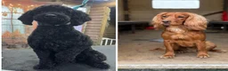 Cockapoo dogs for sale: Beautiful Female Cockerpoo Puppy  in ELY - Advert 2