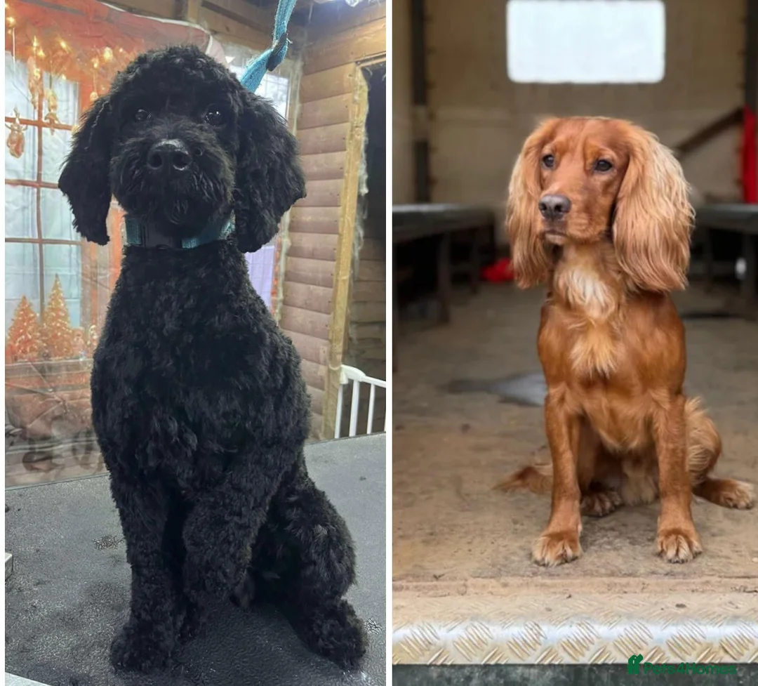 Cockapoo dogs for sale: Beautiful Female Cockerpoo Puppy  in ELY - Advert 2