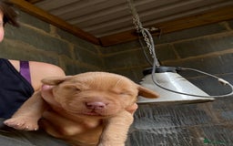 Labrador Retriever dogs for sale: Stunning ftch fox red puppies - Image 6