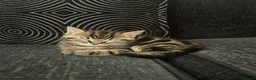 Mixed Breed cats for sale: Four boy kitten - Advert 5