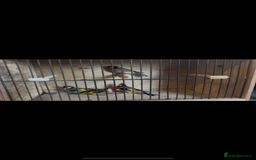 Canaries birds for sale: Canary/goldfinches/greenfinches  - Image 1