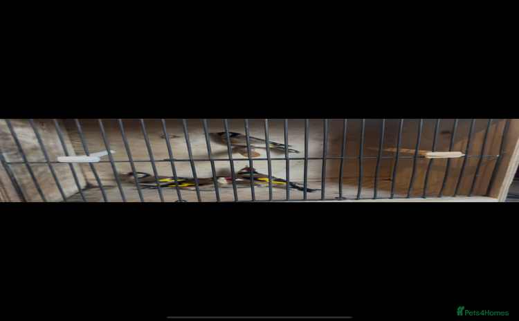 Canaries birds - Advert 4