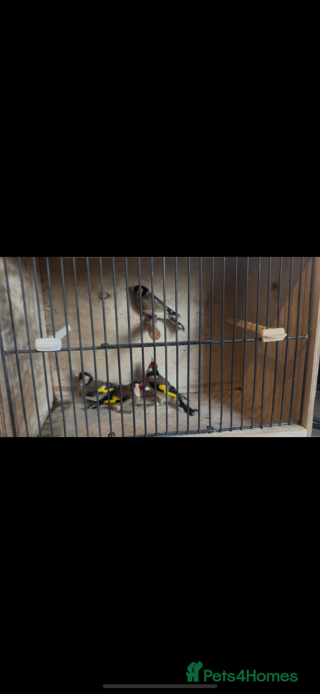 Canaries birds for sale: Canary/goldfinches/greenfinches  - Image 1