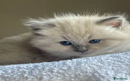 Ragdoll cats for sale: TICA registered pedigree Mink & blue point kittens - Image 26