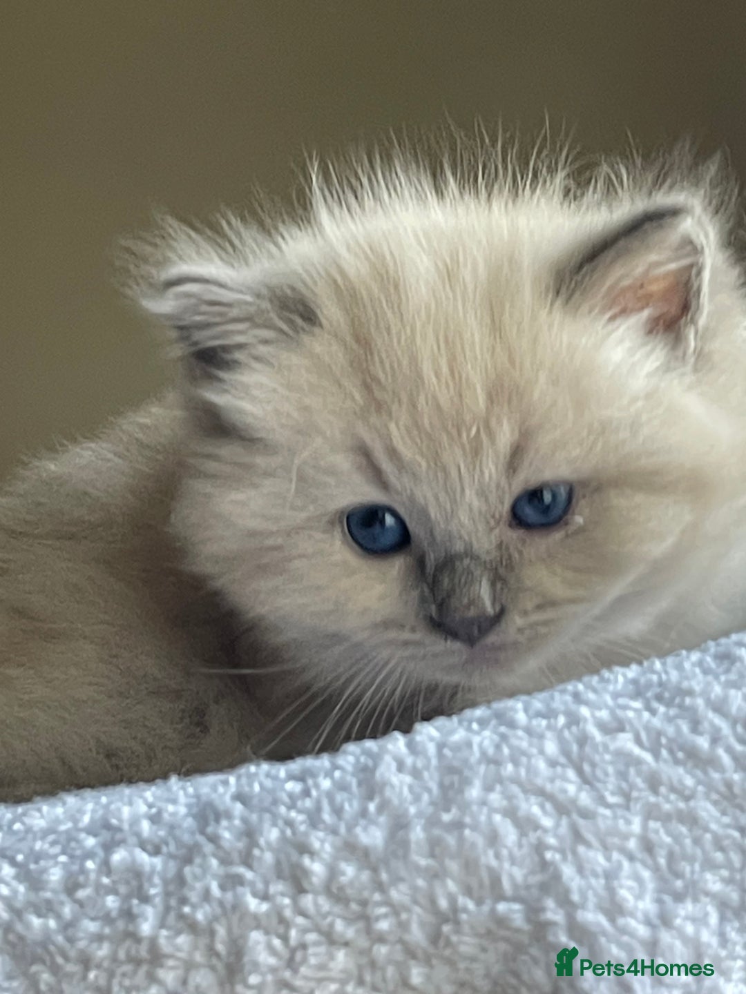 Ragdoll cats for sale: TICA registered pedigree Mink & blue point kittens - Image 26
