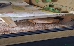 Bearded Dragon reptiles for sale: bearded dragon  - Image 3