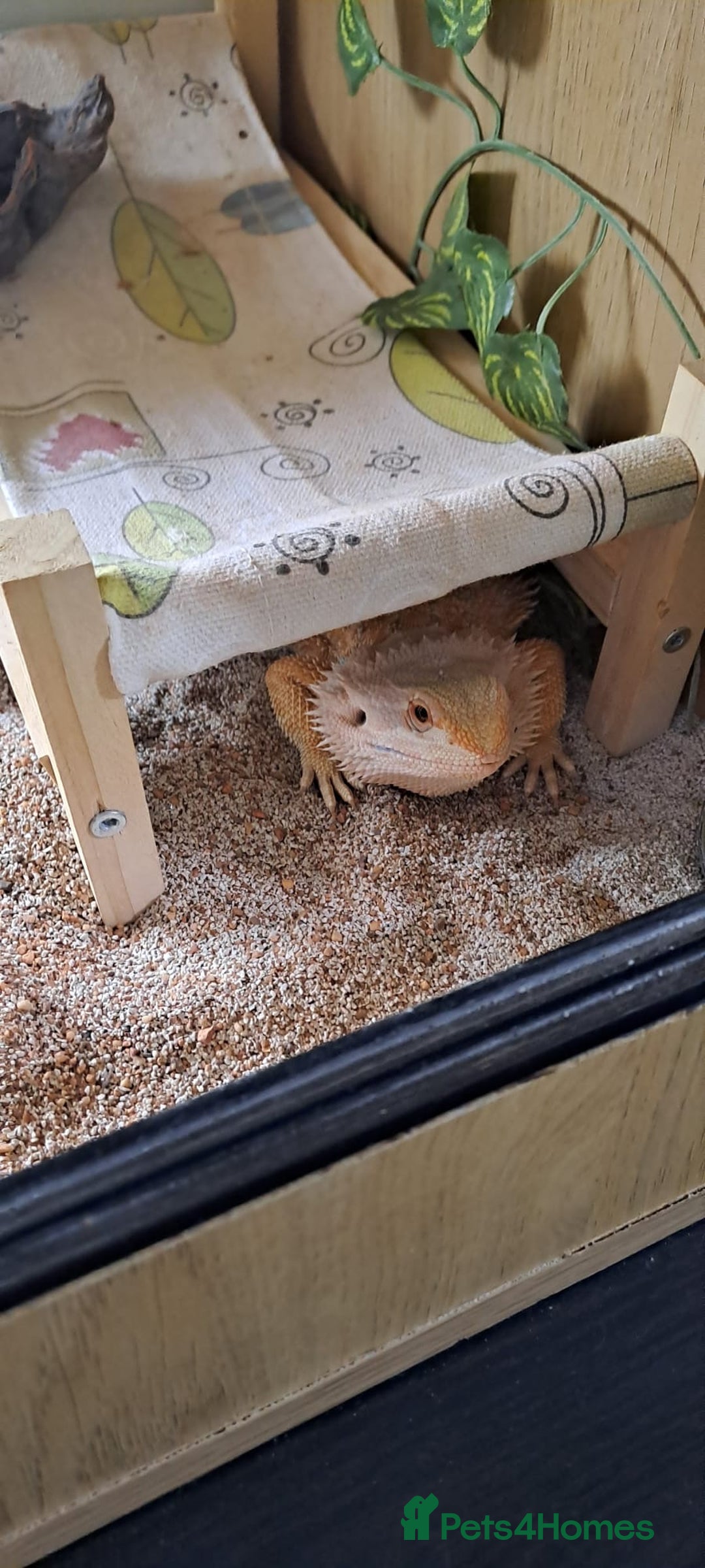 Bearded Dragon reptiles for sale: bearded dragon  - Image 3