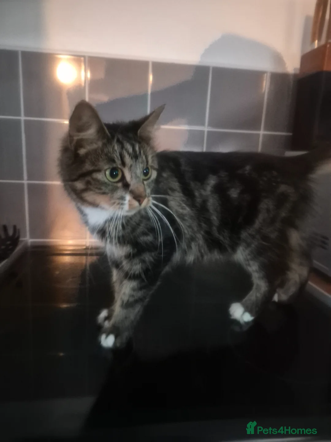 Mixed Breed cats for sale: Beautiful tabby kittens - Advert 5