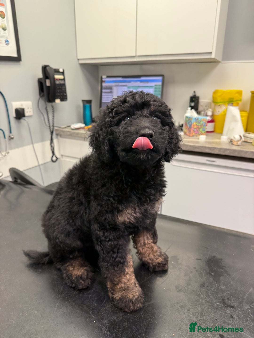 Bernedoodle dogs for sale: Last Miniature health tested Bernedoodle   - Advert 16