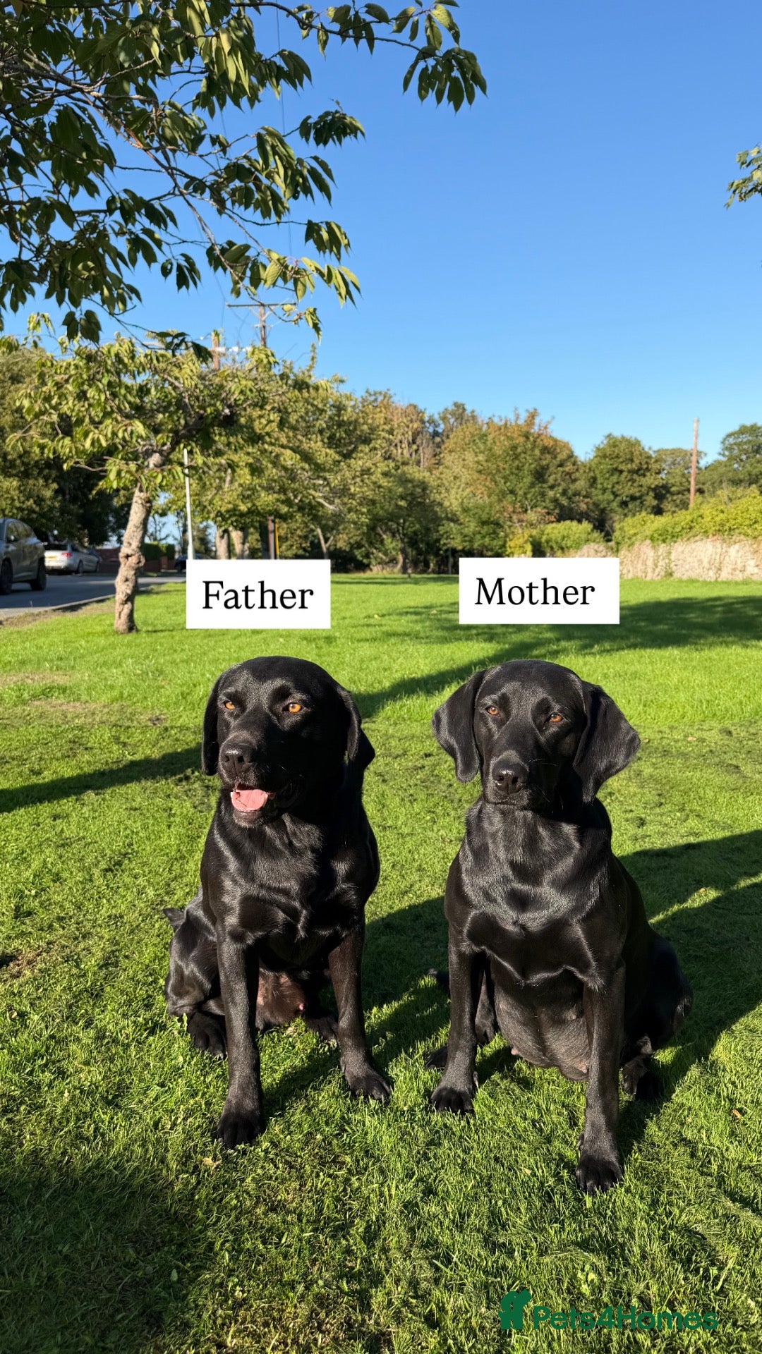 Labrador Retriever dogs 🐾 EXQUISITE BLACK LABRADOR PUPPIES 🐾 - Advert 2