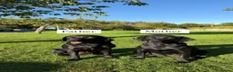 Labrador Retriever dogs for sale: 🐾 EXQUISITE BLACK LABRADOR PUPPIES 🐾 - Advert 1