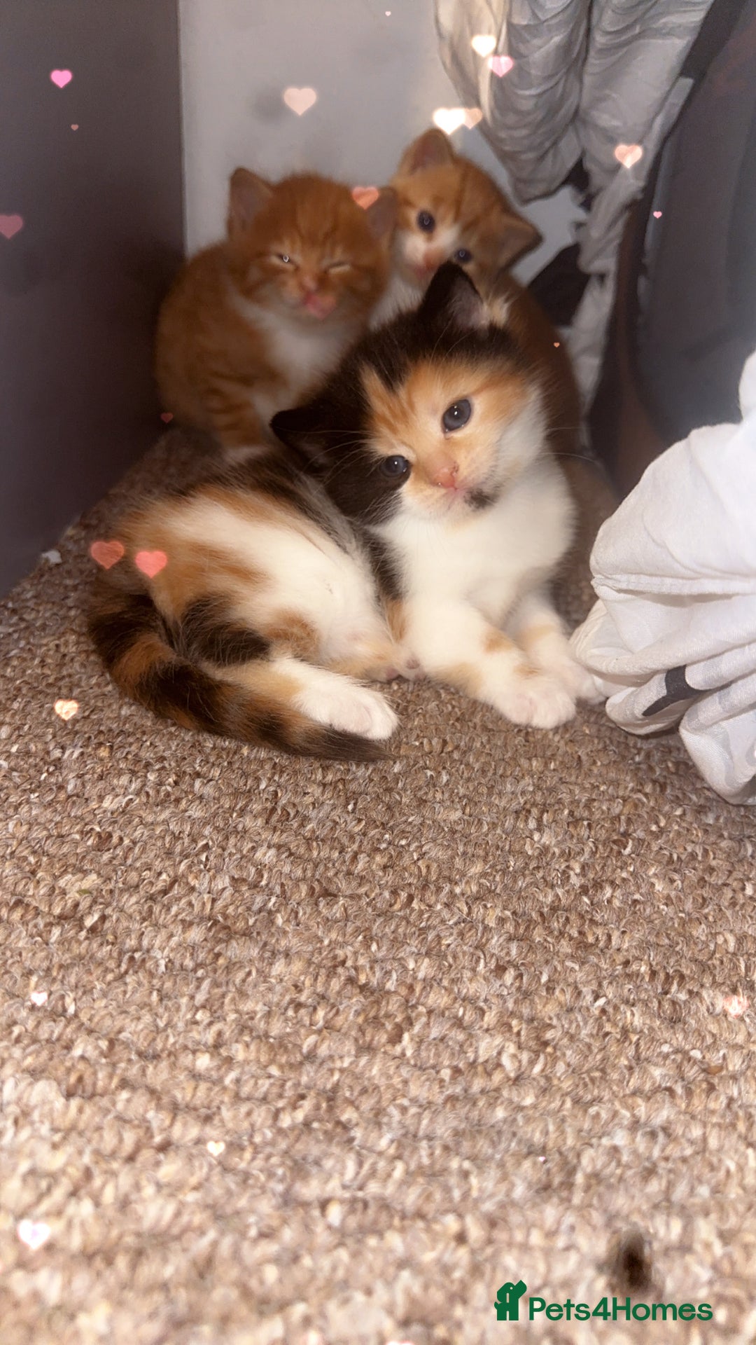 Domestic Shorthair cats for sale: 3 Beautiful kittens - Advert 7