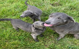 Labrador Retriever dogs for sale: Labrador  - Image 1