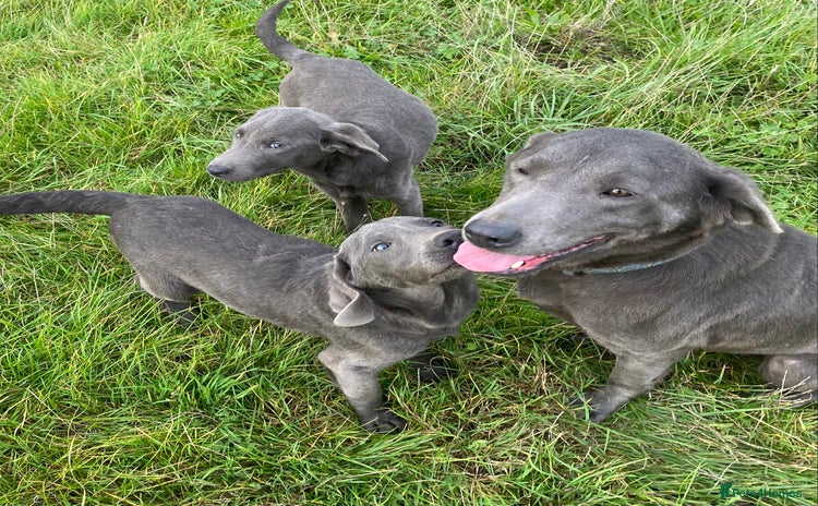 Labrador Retriever dogs - Advert 1